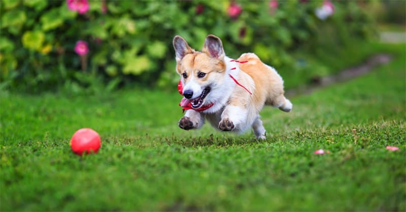 are lacrosse balls safe for dogs